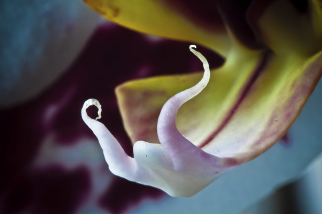 Wallhausen, Germany - GPS 49.214152, 10.071163 - Canon EOS 7D + Canon EF 100mm f/2.8 Macro USM -  - 1/100 - f/2.8 - ISO100