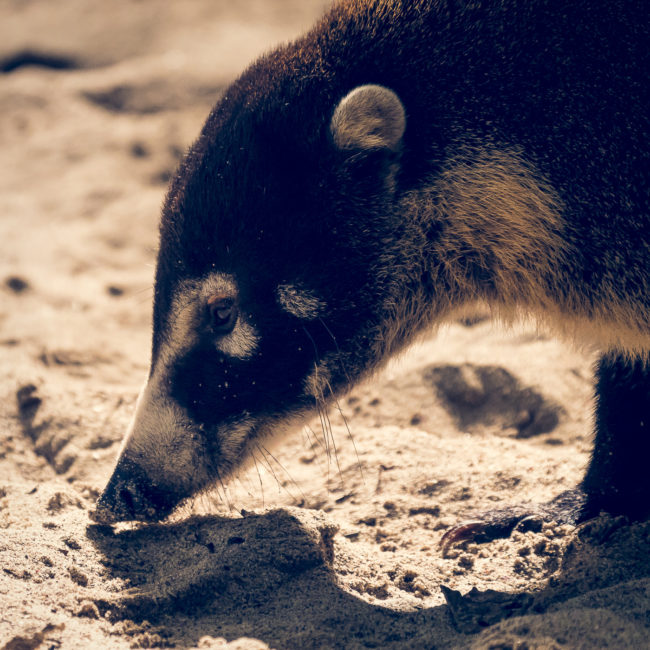 Manuel Antonio, Costa Rica - GPS 9.381438, -84.145487 - Panasonic Lumix DMC-GH5 + Panasonic Leica DG Vario-Elmar 100-400mm f/4-6.3 ASPH - 800mm - 1/800 - f/6.3 - ISO3200