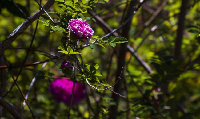 Premier Village, Ile De La Reunion - GPS -21.123055, 55.627342 - Canon EOS 7D + Sigma 17-50mm, F2,8 EX DC OS HSM -  - 1/250 - f/3.5 - ISO100