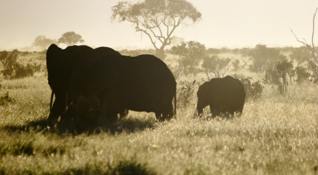 Tsavo T.C., Kenya - GPS -3.090465, 38.662262 - Canon EOS 20D + Canon EF-S 17-85mm f/4-5.6 IS USM -  - 1/100 - f/8.0 - ISO100