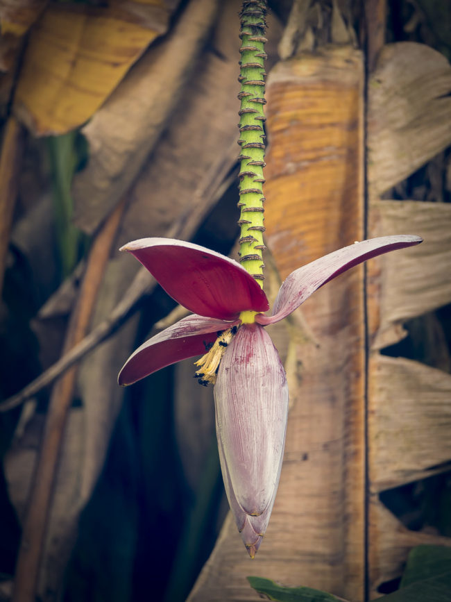 Rincón, Costa Rica - GPS 8.736842, -83.495293 - Panasonic Lumix GX8 + Panasonic Lumix GX Vario 35-100mm f/2.8 Power OIS - 200mm - 1/50 - f/2.8 - ISO200