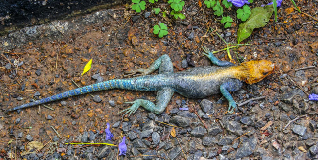 Nanyuki, Kenya - GPS -0.000285, 37.070307 - Canon EOS 20D + Canon EF-S 17-85mm f/4-5.6 IS USM & Canon EF 70-300mm f/4-5.6 IS USM -  - 0/1 - f/8.0 - ISO100