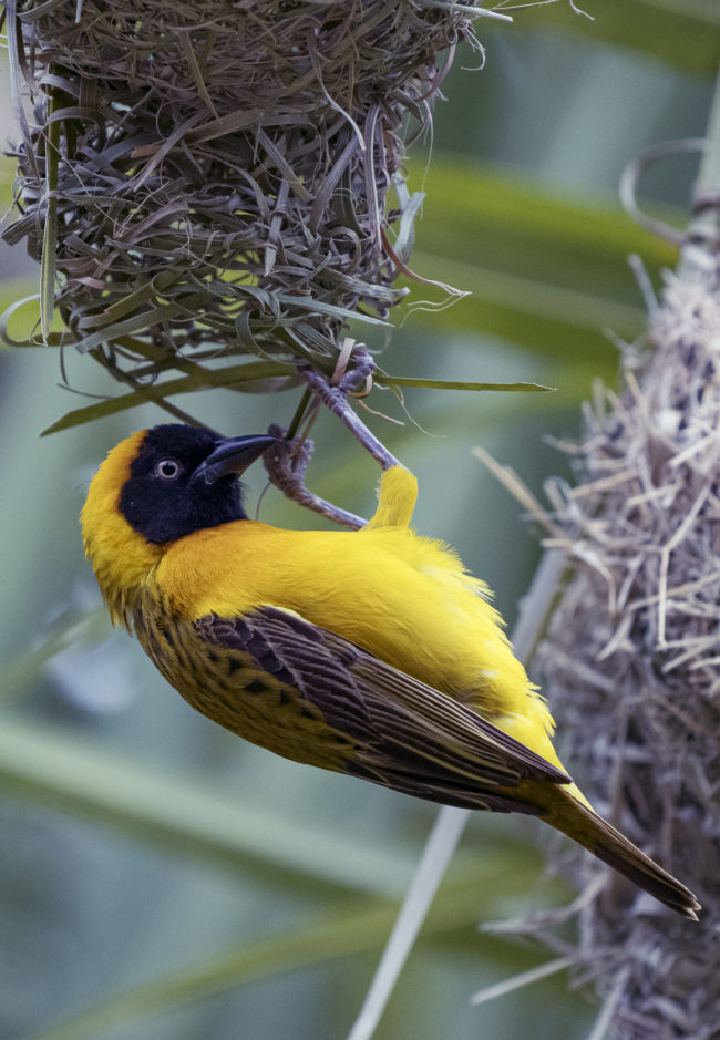 Kabakai, Botswana - GPS -21.780476, 21.691655 - Sony A7III + SONY FE 100-400mm F4.5-5.6 G Master + SONY SEL14TC - 560mm - 1/320 - f/8.0 - ISO3200