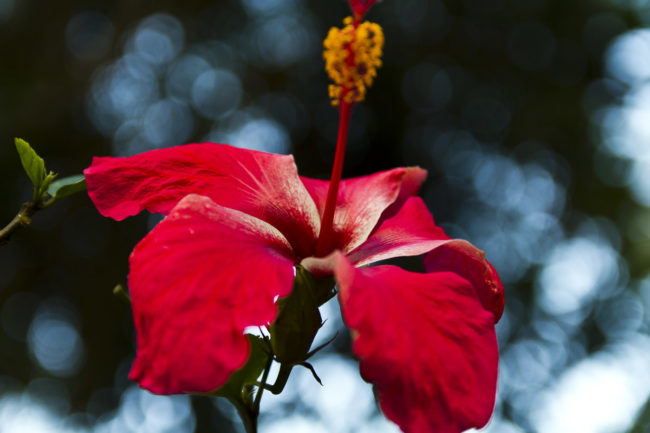 Mokupapa Ahupua`a, Hawaii - GPS 20.911612, -156.243455 - Canon EOS 7D + Sigma 17-50mm, F2,8 EX DC OS HSM -  - 1/25 - f/2.8 - ISO100