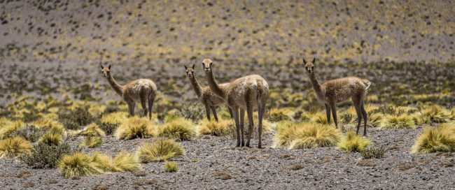 Incahuasi, Argentina - GPS -25.304065, -67.176243 - Sony A7III + SONY FE 70-300mm F4.5-5.6 G OSS - 300mm - 1/800 - f/5.6 - ISO100