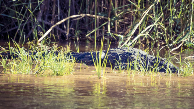Popa, Namibia - GPS -18.122376, 21.583089 - Sony A7III + SONY FE 100-400mm F4.5-5.6 G Master + SONY SEL14TC - 840mm - 1/800 - f/8.0 - ISO1000