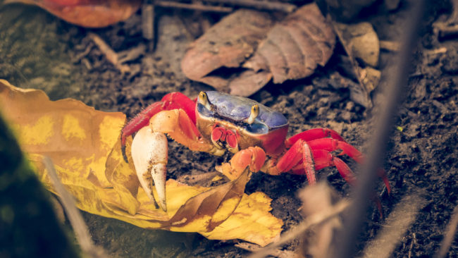 Manuel Antonio, Costa Rica - GPS 9.385532, -84.143032 - Panasonic Lumix DMC-GH5 + LEICA DG 100-400/F4.0-6.3 - 800mm - 1/40 - f/6.3 - ISO3200