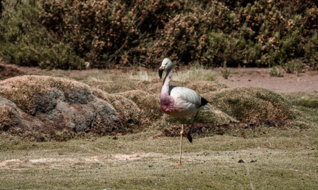 San Pedro de Atacama, Chile - GPS -22.603538, -68.063953 - Panasonic Lumix GX8 + Panasonic Leica DG Vario-Elmar 100-400mm f/4-6.3 ASPH - 800mm - 1/250 - f/6.3 - ISO200