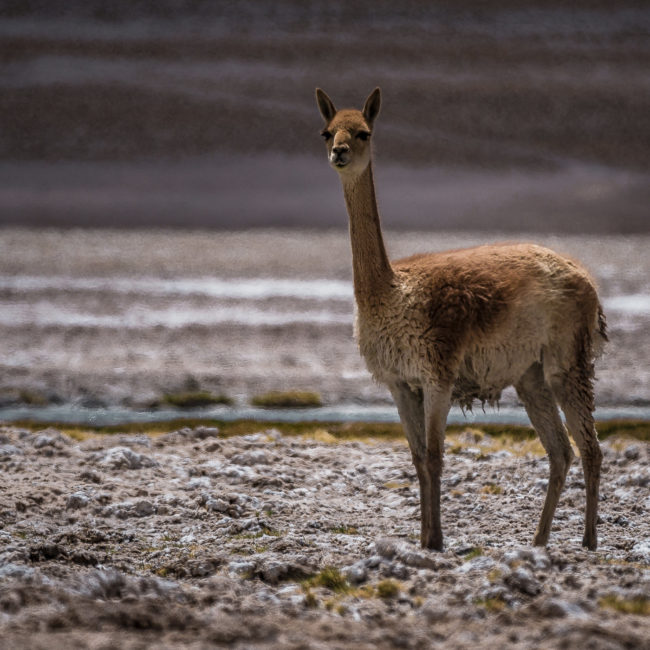 Socaire, Chile - GPS -23.954787, -67.580288 - Panasonic Lumix GX8 + Panasonic Leica DG Vario-Elmar 100-400mm f/4-6.3 ASPH - 800mm - 1/640 - f/6.3 - ISO200