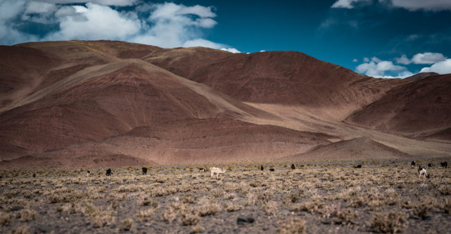 Santa Rosa de Pastos Grandes, Argentina - GPS -24.845082, -66.935852 - Sony A7III + SONY FE 70-300mm F4.5-5.6 G OSS - 75mm - 1/500 - f/4.5 - ISO100