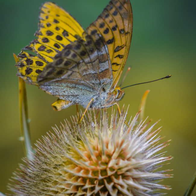 Bölgental, Germany - GPS 49.183800, 10.029748 - Panasonic Lumix DMC-GH5 + Panasonic Leica DG Vario-Elmar 100-400mm f/4-6.3 ASPH - 800mm - 1/640 - f/6.3 - ISO400