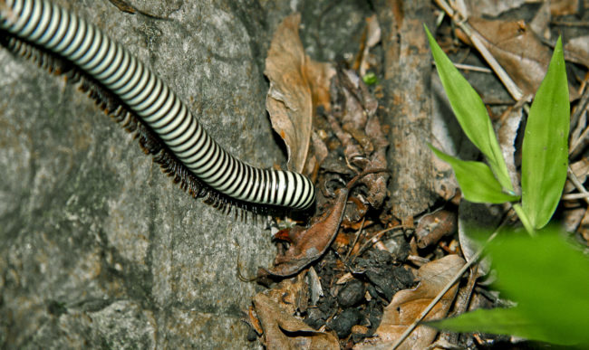 Rocklands, Swaziland - GPS -25.899307, 31.296932 - Canon EOS 20D + Canon EF-S 17-85mm f/4-5.6 IS USM -  - 0/1 - f/8.0 - ISO100