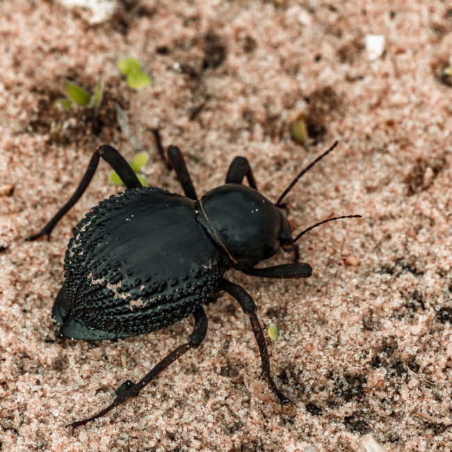 Lefatsis, Botswana - GPS -18.685938, 22.099861 - Sony A7III + SONY FE 100-400mm F4.5-5.6 G Master + SONY SEL14TC - 560mm - 1/1250 - f/11.0 - ISO1600