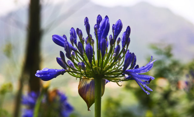 Fajã do Milho, Portugal - GPS 32.748092, -16.829883 - Canon EOS 20D + Canon EF-S 17-85mm f/4-5.6 IS USM -  - 1/100 - f/8.0 - ISO100
