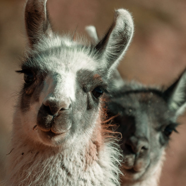 Caspana, Chile - GPS -22.412150, -68.177953 - Panasonic Lumix GX8 + Panasonic Leica DG Vario-Elmar 100-400mm f/4-6.3 ASPH - 800mm - 1/250 - f/6.3 - ISO200