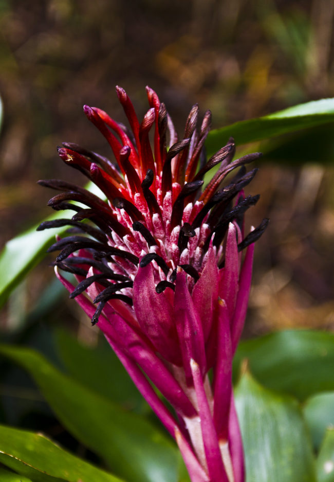 Mokupapa Ahupua`a, Hawaii - GPS 20.910233, -156.243702 - Canon EOS 7D + Sigma 17-50mm, F2,8 EX DC OS HSM -  - 1/20 - f/2.8 - ISO100
