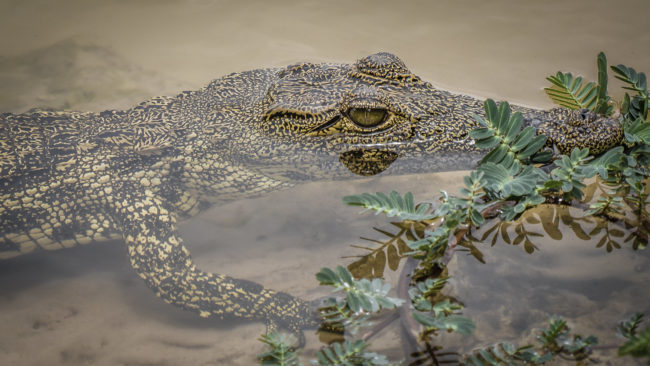 Shangando, Namibia - GPS -18.112169, 21.666033 - Sony A6500 + SONY FE 100-400mm F4.5-5.6 G Master + SONY SEL14TC - 840mm - 1/500 - f/8.0 - ISO320