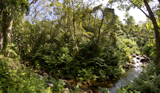 Hakalau, United States - GPS 19.904590, -155.140633 - Canon EOS 7D + Walimex Pro 8mm, f3,5, Fisheye -  - 1/200 - f/11.0 - ISO100