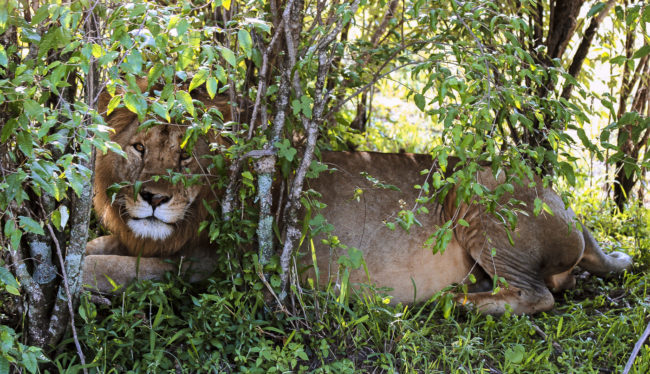 Keekorok, Kenya - GPS -1.618895, 35.256843 - Canon EOS 20D + Canon EF-S 17-85mm f/4-5.6 IS USM -  - 1/100 - f/8.0 - ISO100