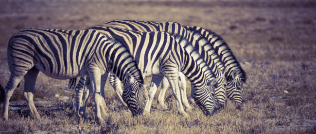 Halali, Namibia - GPS -19.034771, 16.278136 - Sony A7III + SONY FE 100-400mm F4.5-5.6 G Master + SONY SEL14TC - 547mm - 1/1000 - f/8.0 - ISO800