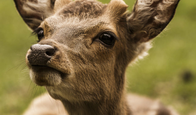 Kaltbrunn, Germany - GPS 47.740138, 9.046168 - Canon EOS 7D + Canon EF 70-200mm f/4 USM L IS -  - 1/100 - f/4.0 - ISO320