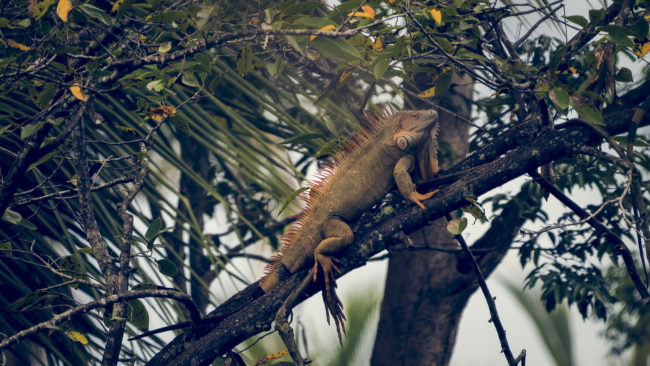 Cahuita, Costa Rica - GPS 9.735903, -82.838658 - Panasonic Lumix DMC-GH5 + LEICA DG 100-400/F4.0-6.3 - 800mm - 1/250 - f/6.3 - ISO800
