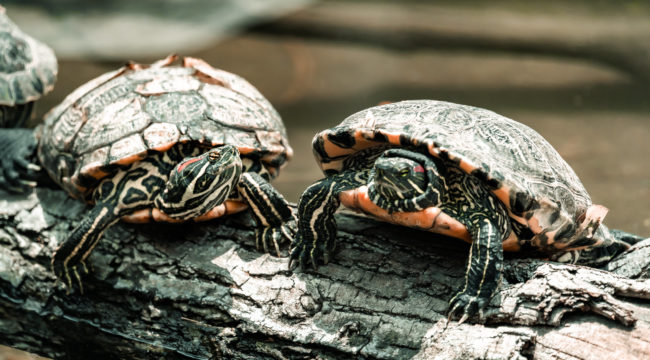 Barrio Bellavista, Chile - GPS -33.429863, -70.634125 - Sony A7III + SONY FE 70-300mm F4.5-5.6 G OSS - 300mm - 1/800 - f/5.6 - ISO2000
