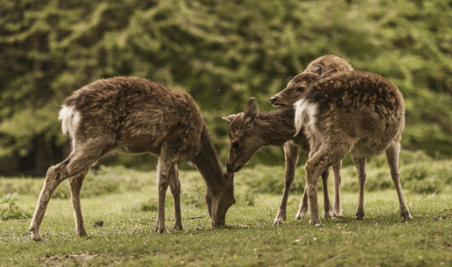 Kaltbrunn, Germany - GPS 47.740138, 9.046168 - Canon EOS 7D + Canon EF 70-200mm f/4 USM L IS -  - 1/80 - f/4.0 - ISO320