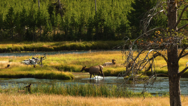 Canyon Junction, United States - GPS 44.662400, -110.762025 - Panasonic DMC FZ38 + Panasonic DMC FZ38 -  - 0/1 - f/8.0 - ISO100