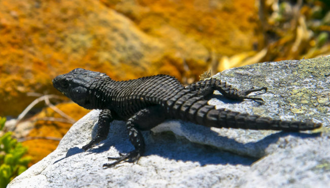 Cape Peninsula National Park, South Africa - GPS -34.357175, 18.474883 - Canon EOS 20D + Canon EF-S 17-85mm f/4-5.6 IS USM -  - 1/100 - f/8.0 - ISO100