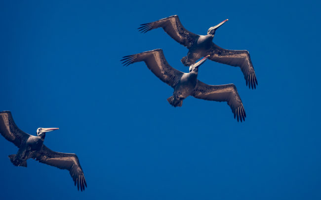 La Boca, Chile - GPS -33.914758, -71.845773 - Panasonic Lumix GX8 + Panasonic Leica DG Vario-Elmar 100-400mm f/4-6.3 ASPH - 256mm - 1/1600 - f/6.3 - ISO1600