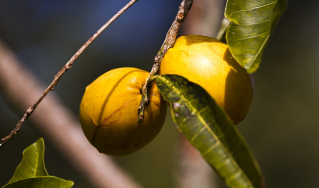 Wailua Ahupua`a, Hawaii - GPS 19.905073, -155.136580 - Canon EOS 7D + Canon EF 70-200mm f/4 USM L IS -  - 1/400 - f/4.0 - ISO100
