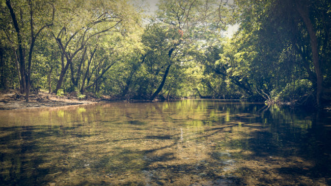 Hacienda Murciélago, Costa Rica - GPS 10.917997, -85.716828 - Panasonic Lumix DMC-GH5 + LUMIX G VARIO 12-35/F2.8 - 24mm - 1/125 - f/2.8 - ISO100