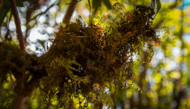 Premier Village, Ile De La Reunion - GPS -21.121465, 55.626483 - Canon EOS 7D + Sigma 17-50mm, F2,8 EX DC OS HSM -  - 1/50 - f/2.8 - ISO100