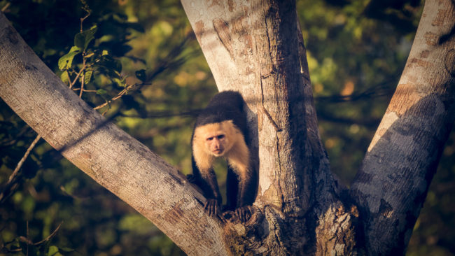 Mogos, Costa Rica - GPS 8.737028, -83.428248 - Panasonic Lumix DMC-GH5 + LEICA DG 100-400/F4.0-6.3 - 800mm - 1/400 - f/6.3 - ISO1600
