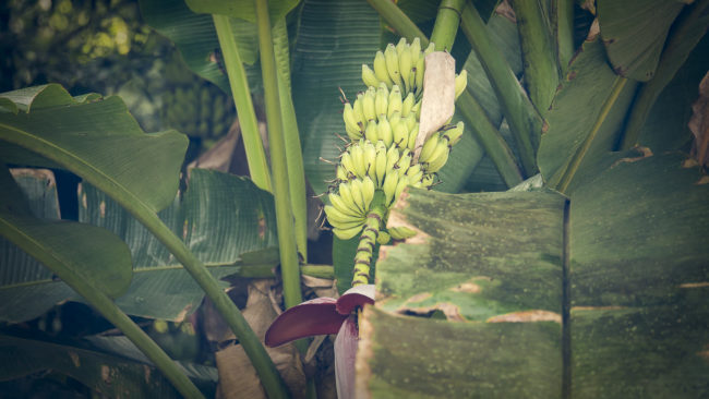 Rincón, Costa Rica - GPS 8.741665, -83.496140 - Panasonic Lumix GX8 + Panasonic Lumix GX Vario 35-100mm f/2.8 Power OIS - 200mm - 1/50 - f/2.8 - ISO200