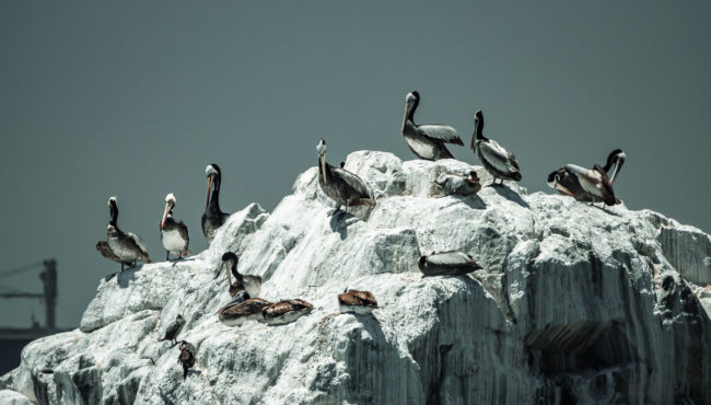 Los Placeres, Chile - GPS -33.028690, -71.586972 - Panasonic Lumix GX8 + Panasonic Leica DG Vario-Elmar 100-400mm f/4-6.3 ASPH - 800mm - 1/1600 - f/6.3 - ISO800