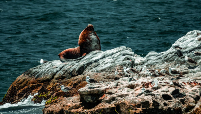 Recreo, Chile - GPS -33.028593, -71.586892 - Panasonic Lumix GX8 + Panasonic Leica DG Vario-Elmar 100-400mm f/4-6.3 ASPH - 800mm - 1/500 - f/6.3 - ISO800