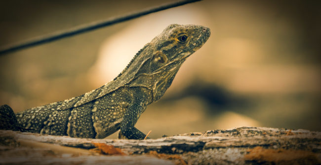 Playa Hermosa, Costa Rica - GPS 9.558098, -84.579970 - Panasonic Lumix DMC-GH5 + LEICA DG 100-400/F4.0-6.3 - 800mm - 1/250 - f/6.3 - ISO400