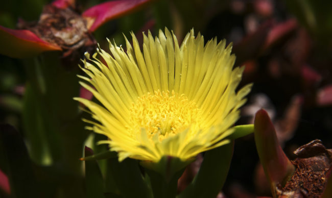 Ponta do Pargo, Portugal - GPS 32.814262, -17.262387 - Canon EOS 20D + Canon EF-S 17-85mm f/4-5.6 IS USM -  - 1/100 - f/8.0 - ISO100