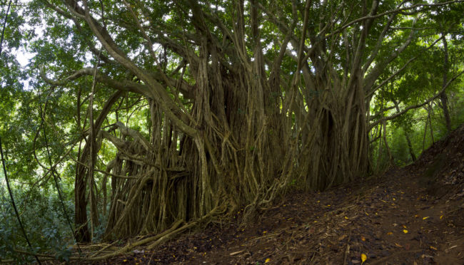 Woodlawn, United States - GPS 21.339987, -157.801665 - Canon EOS 7D + Walimex Pro 8mm, f3,5, Fisheye -  - 4/10 - f/11.0 - ISO100
