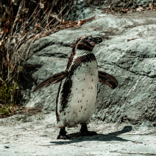 Barrio Bellavista, Chile - GPS -33.429863, -70.634125 - Sony A7III + SONY FE 70-300mm F4.5-5.6 G OSS - 300mm - 1/1000 - f/5.6 - ISO320