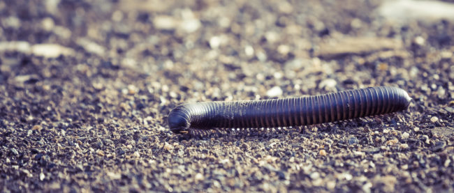 Blouputz, Namibia - GPS -22.774714, 16.312460 - Sony A7III + SONY FE 100-400mm F4.5-5.6 G Master + SONY SEL14TC - 560mm - 1/400 - f/8.0 - ISO3200