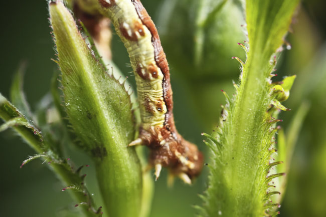Wallhausen, Germany - GPS 49.214152, 10.071163 - Canon EOS 7D + Canon EF 100mm f/2.8 Macro USM -  - 1/100 - f/2.8 - ISO100