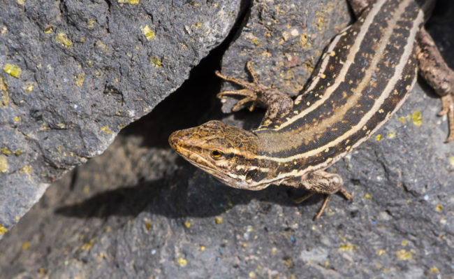Los Cancajos, Spain - GPS 28.652223, -17.760033 - Panasonic GH4 + Panasonic Lumix G Vario 100-300mm f4.0-5.6 OIS - 600mm - 1/60 - f/13.0 - ISO400