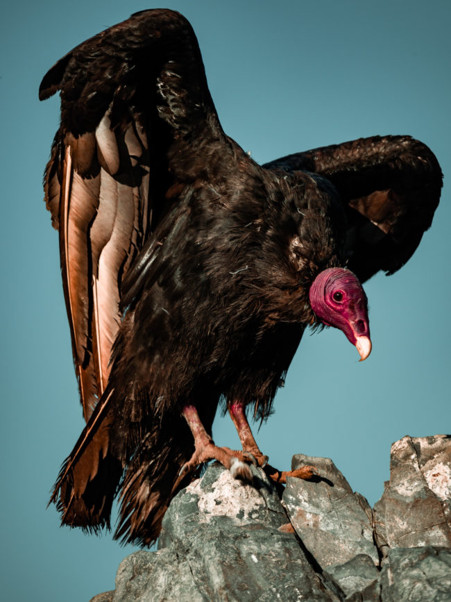 Perales, Chile - GPS -25.022880, -70.471025 - Panasonic Lumix GX8 + Panasonic Leica DG Vario-Elmar 100-400mm f/4-6.3 ASPH - 800mm - 1/250 - f/6.3 - ISO200