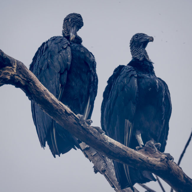 Iguanita, Costa Rica - GPS 10.612452, -85.639677 - Panasonic Lumix DMC-GH5 + LEICA DG 100-400/F4.0-6.3 - 472mm - 1/100 - f/8.0 - ISO800