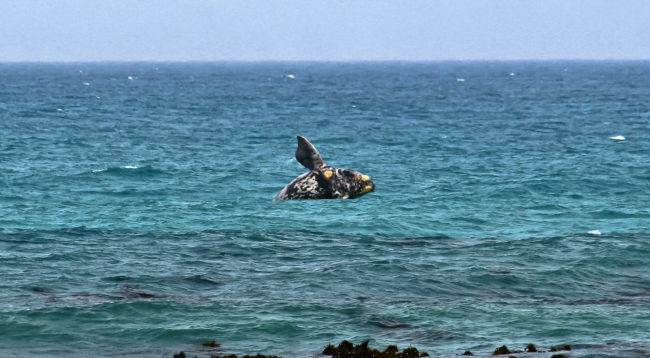 Pearly Beach, South Africa - GPS -34.662387, 19.487687 - Canon EOS 20D + Canon EF-S 17-85mm f/4-5.6 IS USM -  - 1/100 - f/8.0 - ISO100