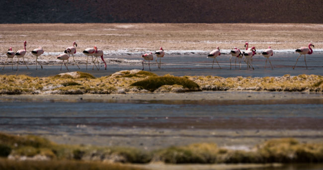 Campamento El Laco, Chile - GPS -23.954782, -67.580297 - Panasonic Lumix GX8 + Panasonic Leica DG Vario-Elmar 100-400mm f/4-6.3 ASPH - 426mm - 1/500 - f/6.3 - ISO200