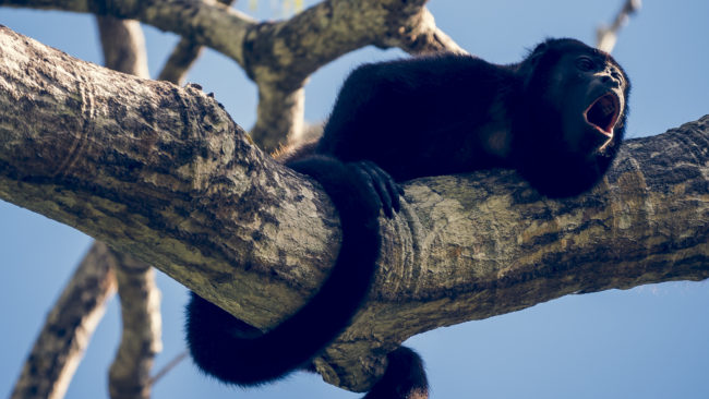 Hacienda Murciélago, Costa Rica - GPS 10.918032, -85.716822 - Panasonic Lumix DMC-GH5 + LEICA DG 100-400/F4.0-6.3 - 800mm - 1/30 - f/6.3 - ISO100
